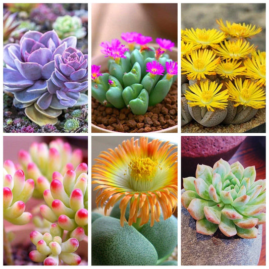 Lithops Seeds Pack – 100 Mixed Living Stones Succulents for Indoor Garden and Decor – Lithops spp.