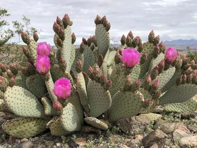 Opuntia basilaris Beaver Tail Cactus 1 Pad with Pink Flowers Succulent, Desert Plant, Easy Care, Buy 2 Get 1 Free