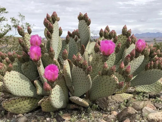 Opuntia basilaris Beaver Tail Cactus 1 Pad with Pink Flowers Succulent, Desert Plant, Easy Care, Buy 2 Get 1 Free