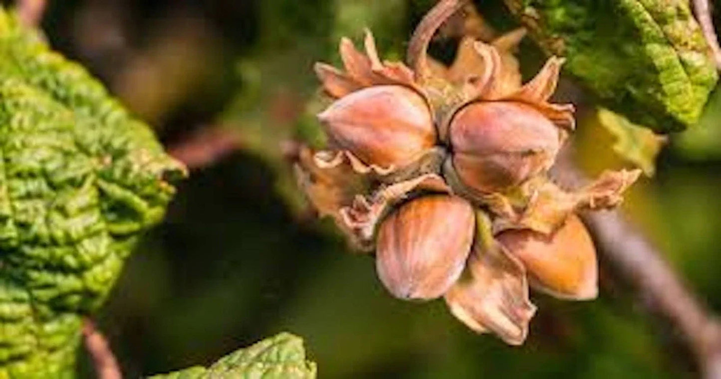 American Hazelnut Tree Bare Root 12-24 Inches Corylus americana Native Edible Nut Tree