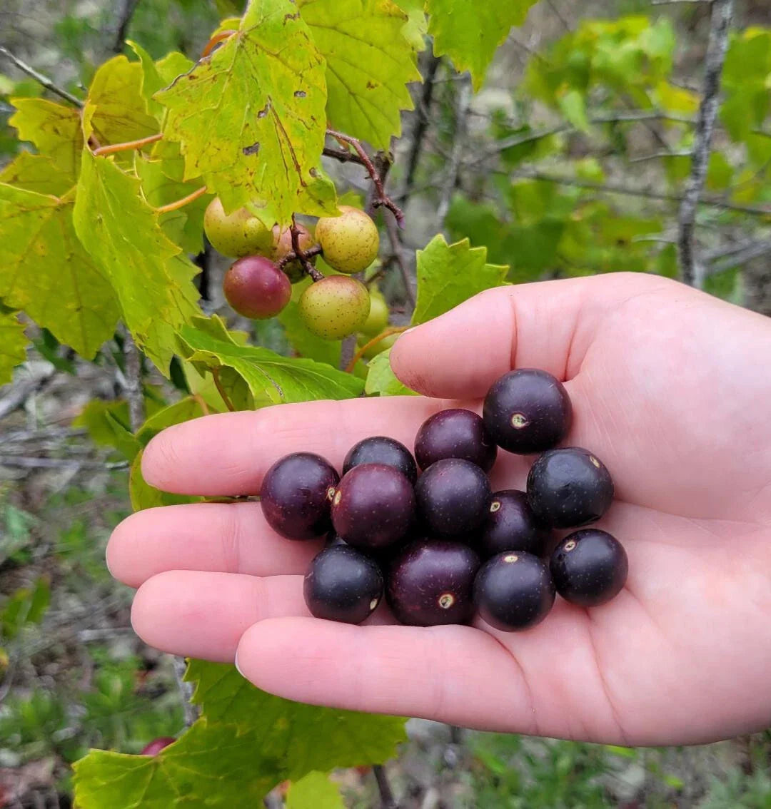 Wild Muscadine Seeds | Vitis rotundifolia | Large Sweet Fruit Climbing Vine for Garden, Florida Climate