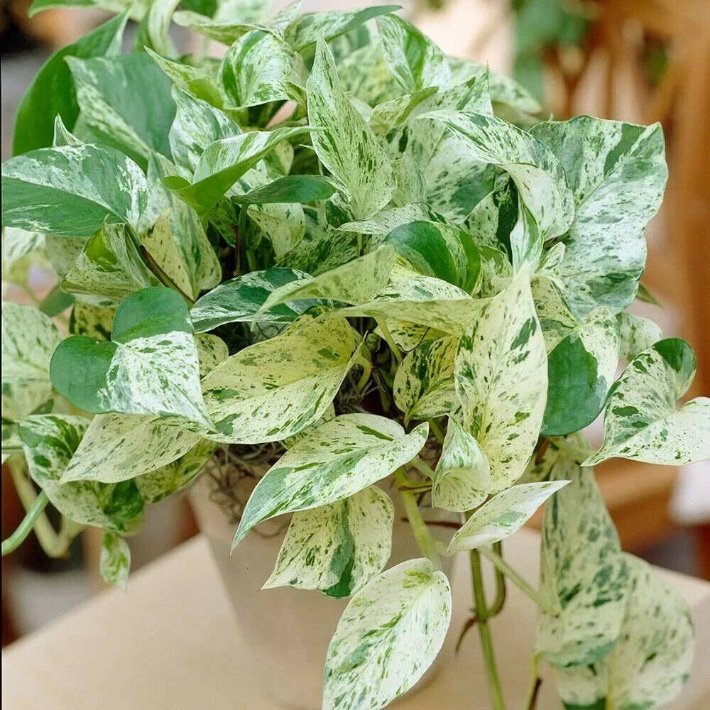 Pothos Ivy Cuttings 6 Pack – Marble Queen, Brazil, N'Joy Indoor Plants for Home Décor, Easy Care, Lush Foliage
