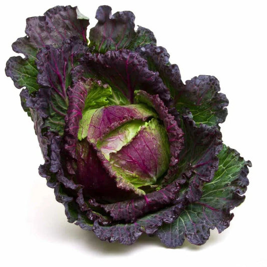 January King Cabbage Seeds - Heirloom Brassica oleracea, 500+ Pack, Vegetable for Home Garden, Winter Crop, Non-GMO, Full Sun