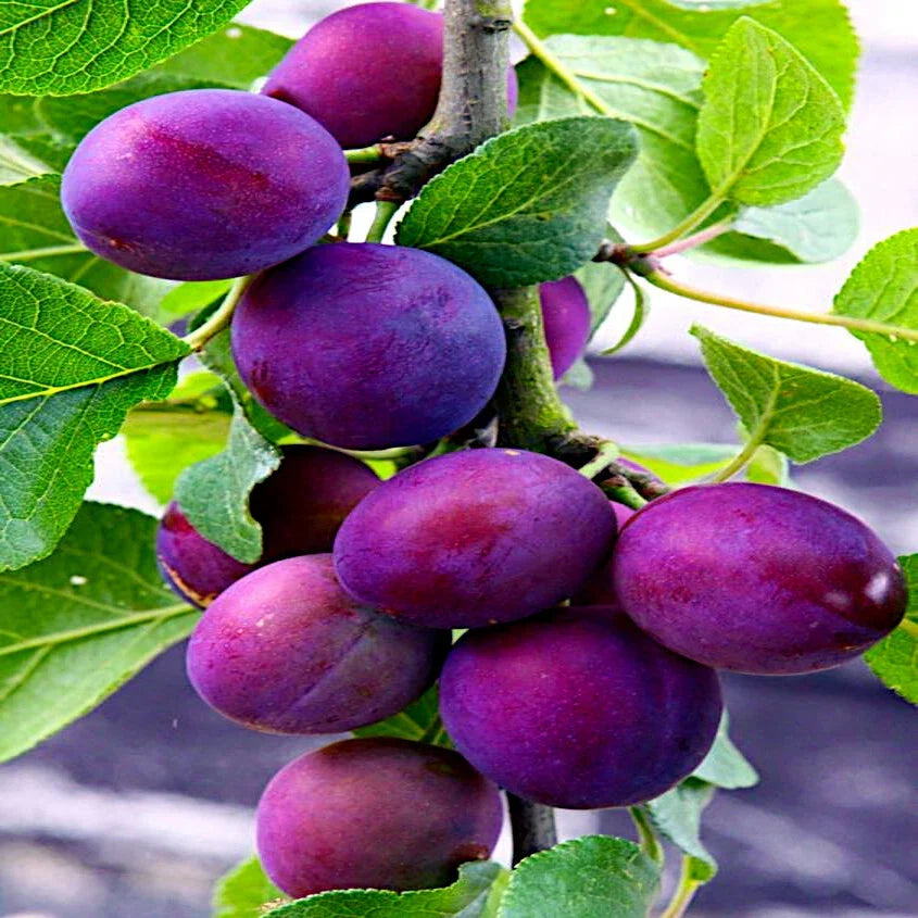 American Plum Tree Seeds - Prunus americana - Hardy Zone 3 - Fast Growing Fruit & Flower Plant for Gardens