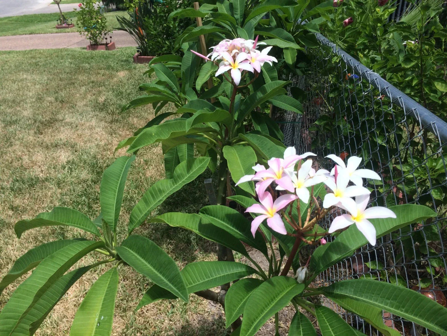 Epiphyllum Oxypetalum Plant – Queen of the Night Orchid Cactus – Live Indoor Houseplant – Unique Fragrant Blooming Cactus