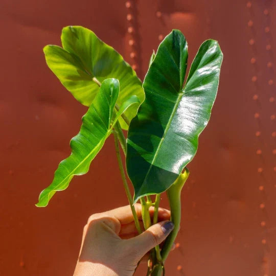 Burle Marx Philodendron Cutting | Air Roots & Multiple Nodes | Indoor/Outdoor Plant | Philodendron 'Burle Marx'
