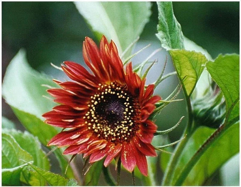 Sunflower Seeds 30 Count Velvet Queen Red Helianthus annuus Vibrant Blooms Non-GMO Made in USA