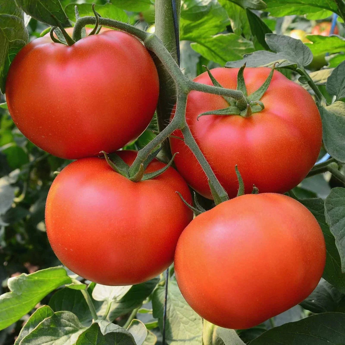 Big Beef Tomato Seeds | F1 Hybrid, Non-GMO, Heirloom Variety | Solanum lycopersicum