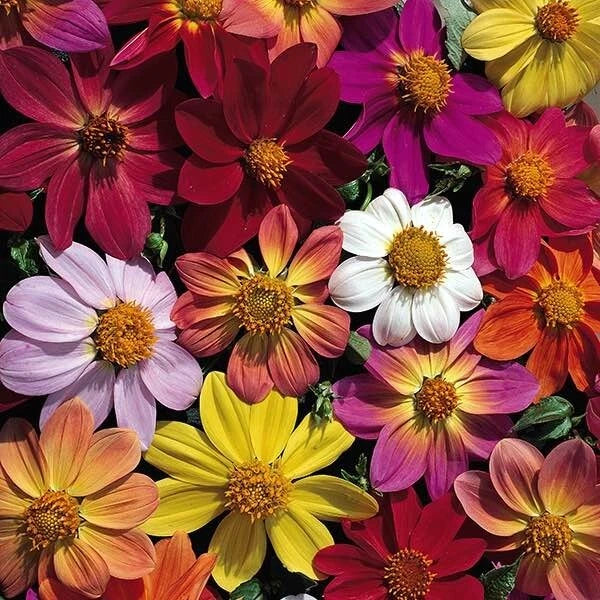 25 Victorian Mix Dahlia Seeds - Perennial Flowering Bulbs - Vibrant Colors - Dahlia pinnata