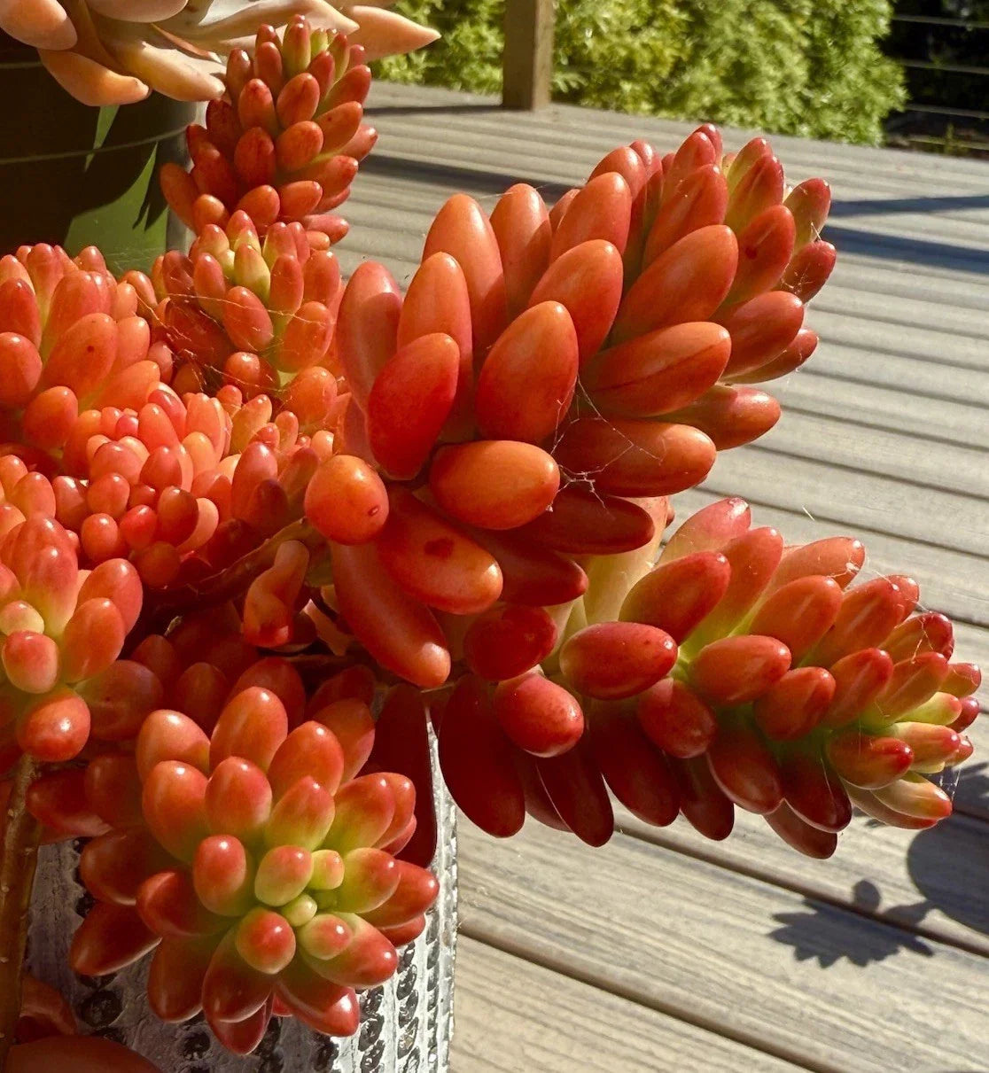 Sedum Rubrotinctum Aurora Pink Jelly Bean Variegated Live Succulent Cutting for Indoor and Outdoor Garden