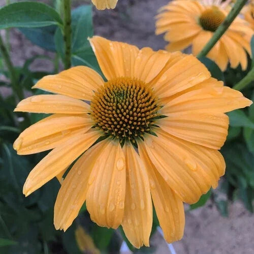 One in a Million Coneflower Seeds - 50 Pack Echinacea purpurea Perennial Flowers for Garden Planting