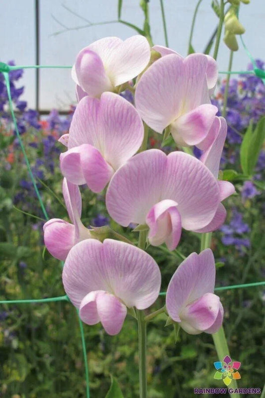 Lathyrus latifolius 'Blushing Bride' Sweet Pea Seeds – Perennial Climbing Vine, Fragrant Pink & White Flowers, Garden Planting, 50+ Seeds