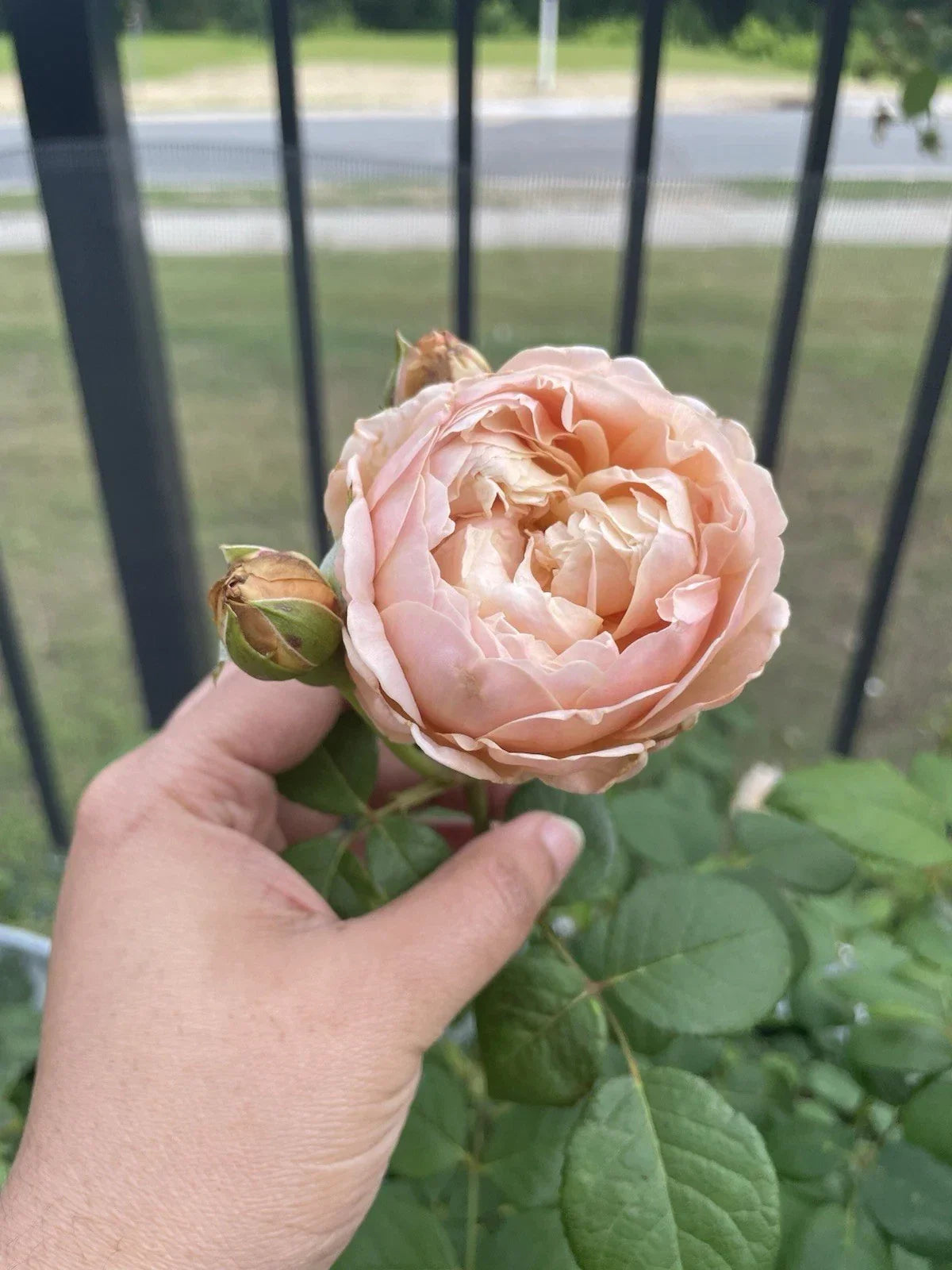 Auspeet Rose Plant Cuttings – 3 Fresh Unrooted 6-Inch Rosa spp. Propagation Cuttings for Garden Gardening