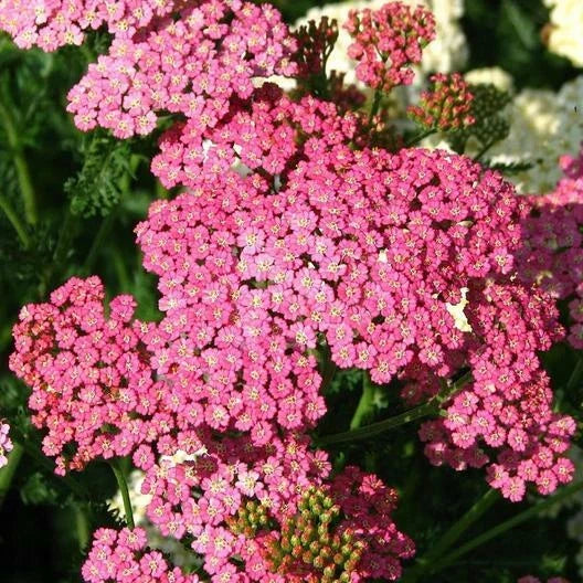 Yarrow Seeds Cerise Queen Achillea millefolium Non-GMO Perennial for Pollinators & Cut Flowers, 500 Seeds