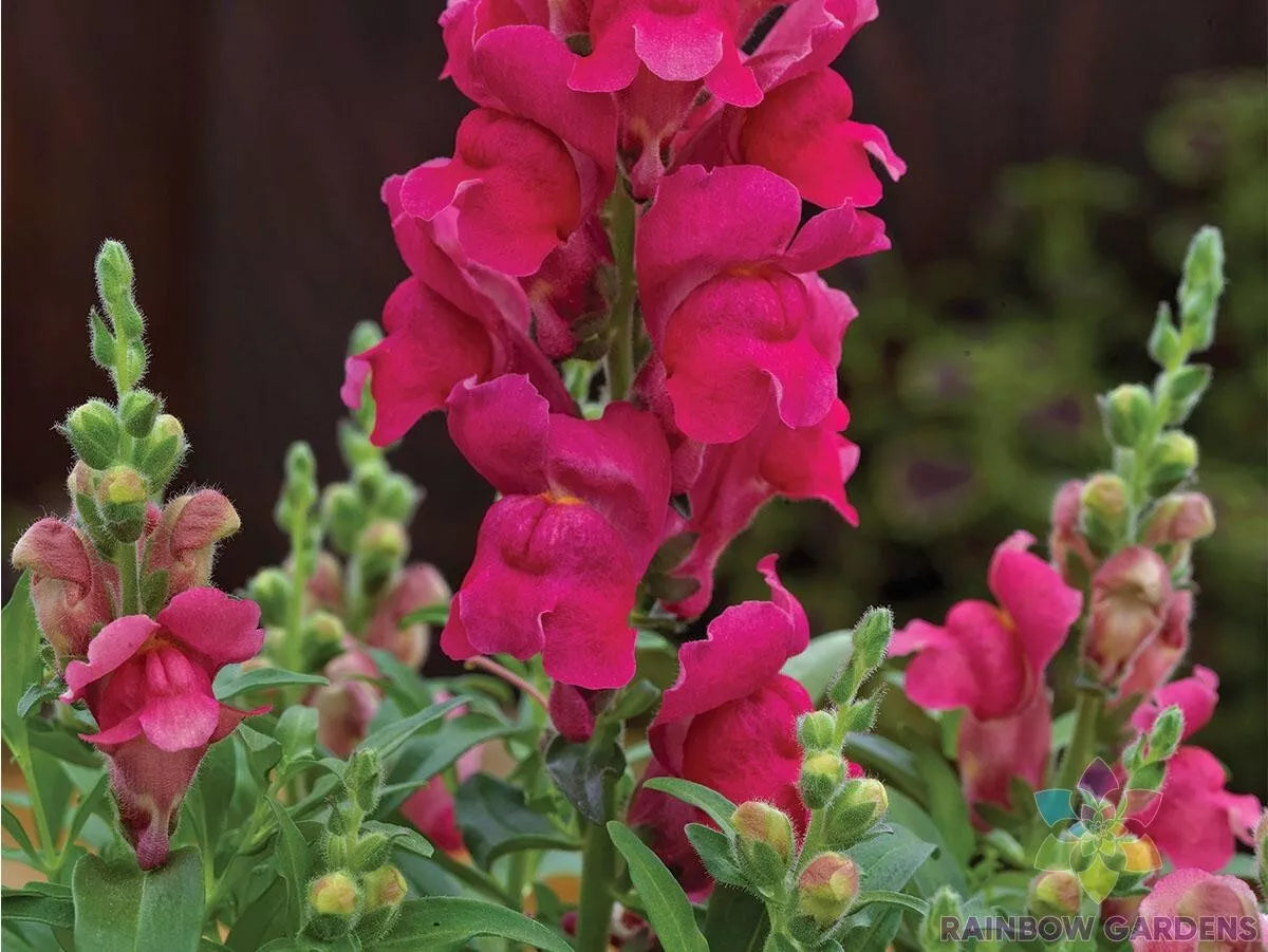 Candy Tops Pink Snapdragon Seeds - 1000+ Antirrhinum majus for Garden, Borders, Flower Beds, Containers, Easy to Grow, Non-GMO, USA Free Shipping
