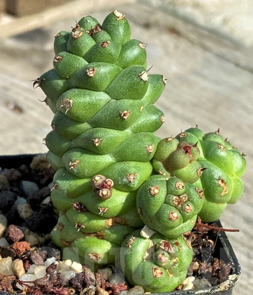 Rare Monadeniun Ritchieii Pinecone Cactus - 4" Succulent Indoor Plant, Unique Green Cactus, Exotic Container Garden Decor
