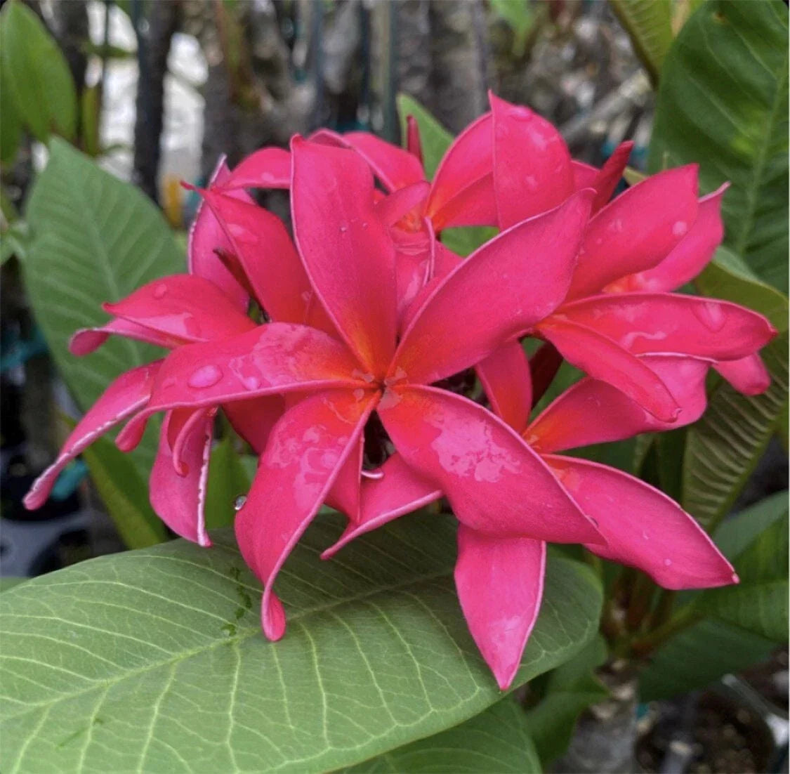 Rooted Plumeria Cutting 16" Fuchsia Queen Plumeria rubra Tropical Flowering Plant for Gardens and Containers