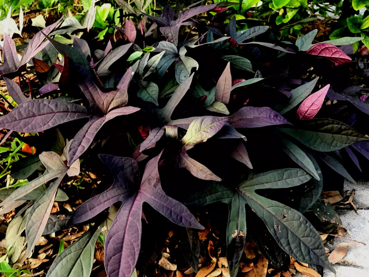 Blackie Sweet Potato Vine Cuttings 5 Live Burgundy Leaves Ornamental Ipomoea batatas 'Blackie' for Garden or Houseplant