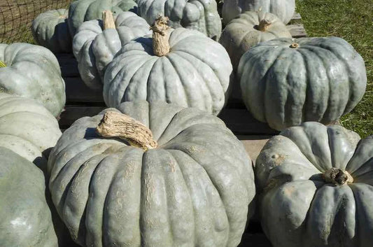 Jarrahdale Pumpkin Seeds - Heirloom Cucurbita pepo for Growing Blue-Green Pumpkins - 20 Seeds