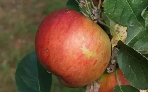 King's Acre Pippin Apple Seeds - Organic Malus domestica, 25+ Non-GMO Seeds for Home Garden Planting