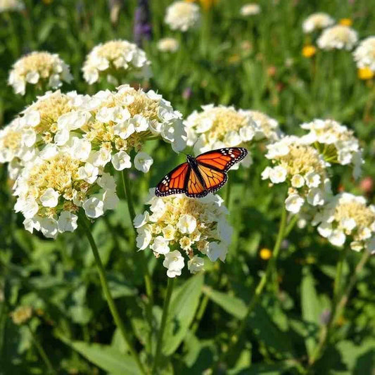 Milkweed Seeds - Swamp White Asclepias incarnata - Perennial for Monarch Butterflies - 100 Seeds for Pollinator Gardens