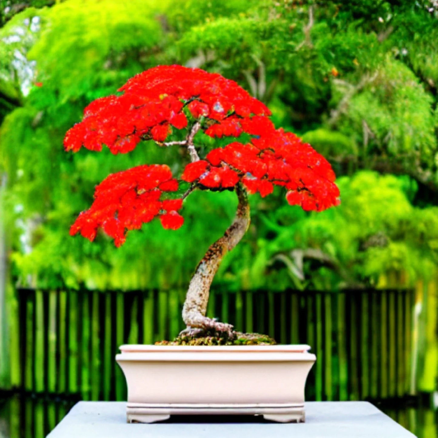 Red Flame Tree Seeds | 10 Count | Delonix regia Bonsai Variety | Tropical Plant Seeds for Garden & Bonsai