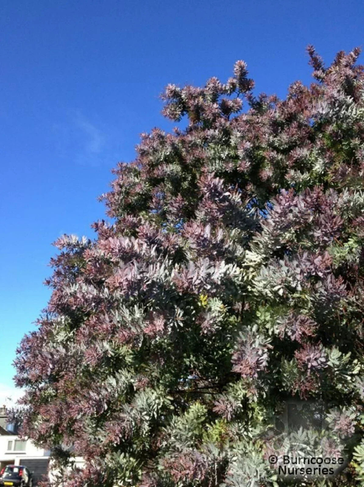 Purple Leaved Acacia Seeds - Baileyana v. purpurea - Ornamental Plant for Garden, Landscape & Containers