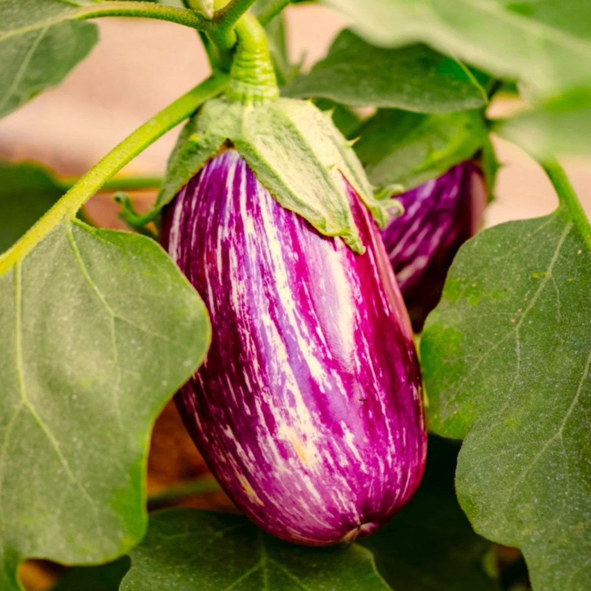 Pandora Striped Rose Eggplant Seeds | Purple White Stripe | Solanum melongena | Non-GMO Vegetable Seeds for Home Gardens