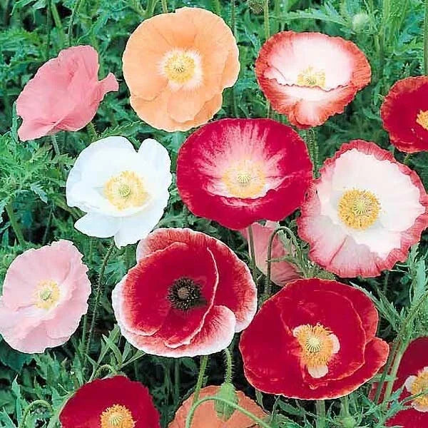 Shirley Poppy Seeds - 200+ Non-GMO Heirloom Papaver rhoeas for Gardens, Borders & Cut Flowers