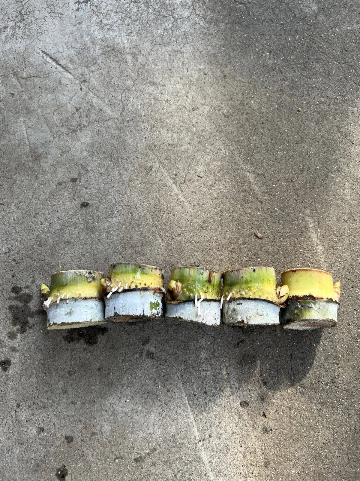 Rooted Sugarcane Cuttings - Tropical Live Plant - Saccharum officinarum - Ready to Plant for Gardens & Landscapes