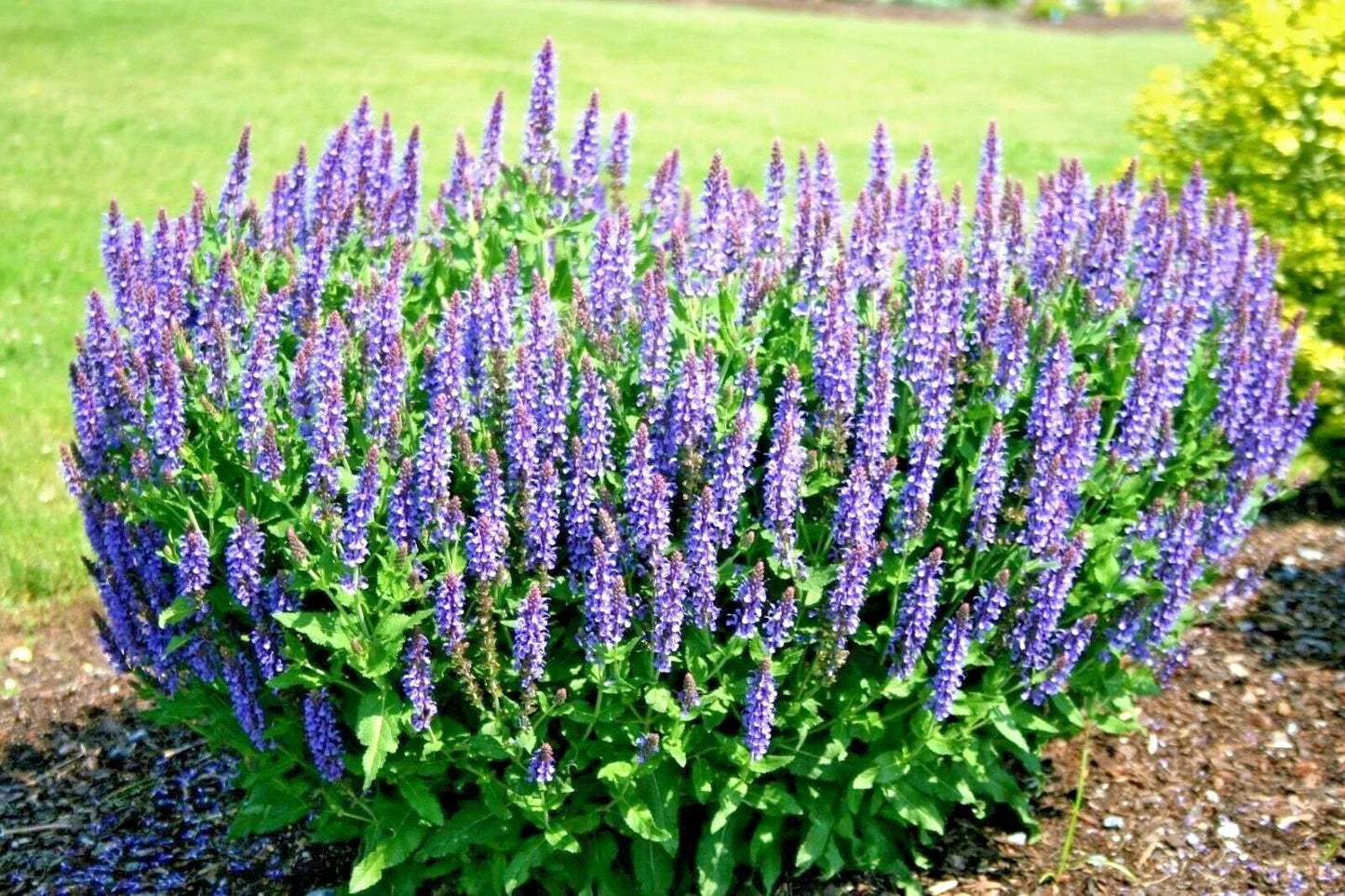 Blue Sage Flower Seeds - 301+ Salvia azurea Perennial Wildflower for Garden & Container, Attracts Pollinators