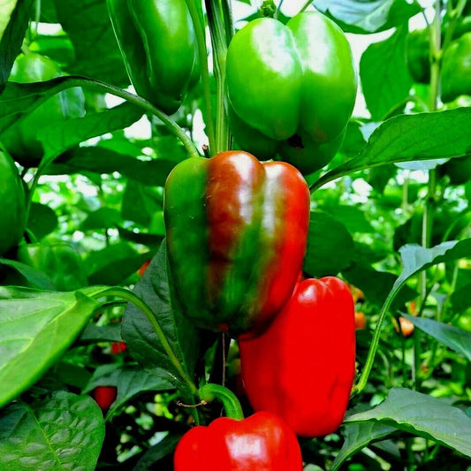 Organic California Wonder Sweet Bell Pepper Seeds - Pack of 100+ for Container Gardening, Capsicum annuum