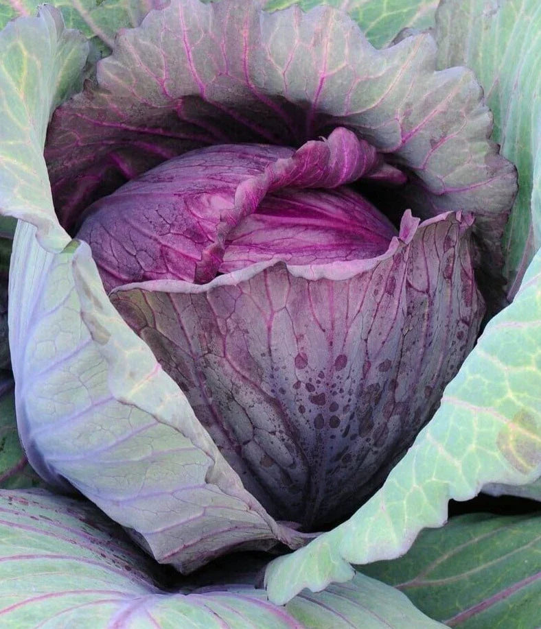 Red Acre Cabbage Seeds - 2g Premium Variety, Brassica oleracea, Compact, Nutrient-Rich, Non-GMO, for Home Gardens & Small Farms