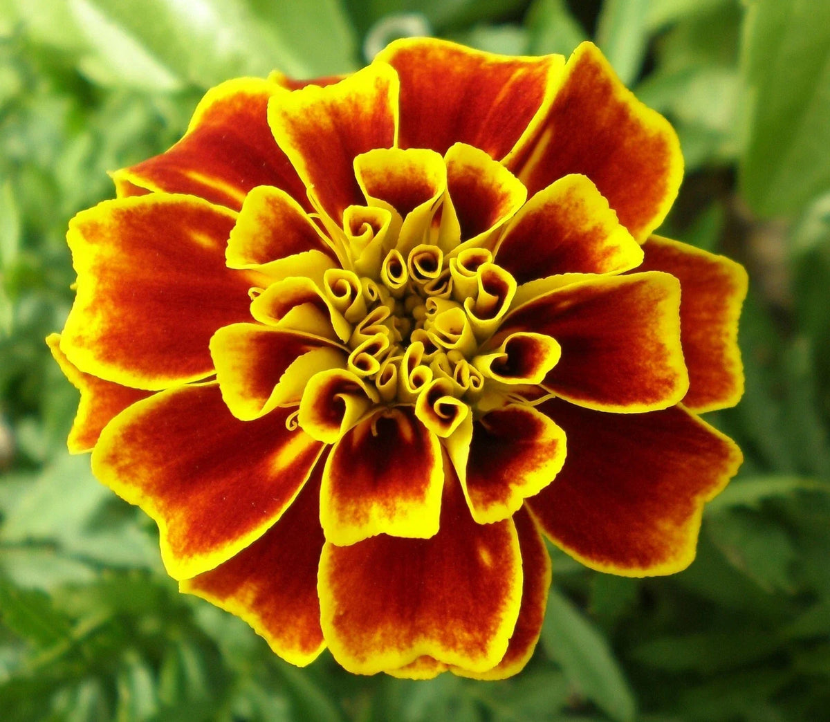 French Marigold Seeds - 20 Pack - Tagetes Patula 'Durango' - Vibrant Garden Flowers for Easy Growing