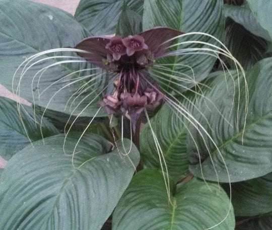 Black Bat Flower Plant - Rooted in 3" Pot - Tacca chantrieri with Dark Purple Bat-Shaped Flowers - Exotic Tropical Indoor & Outdoor Plant