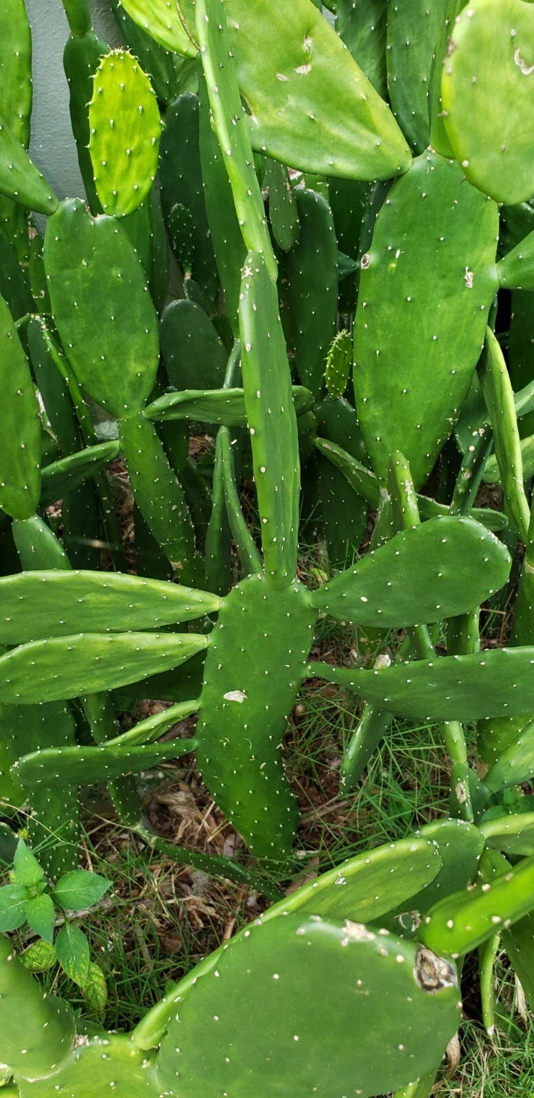 15+ Edible Cactus Pads | Opuntia Nopal Superfood for Tortoises & Reptiles | Nutrient-Rich Plant Feed