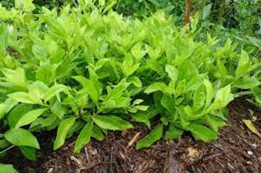 Green Pea Seeds 8 oz Organic Non-GMO Pisum sativum for Gardening, Planting, Home Gardens