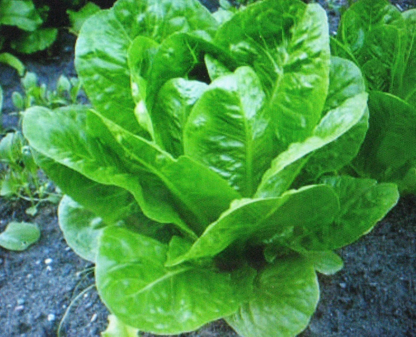 Romaine Lettuce Seeds - 200 Pack - Nutritious Parris Island Cos Lactuca sativa for Salad Greens, Container Gardening, Non-GMO