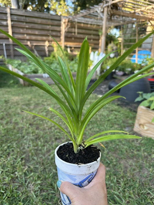Live Cup Pandan Plant 5-9 Inches | Aromatic Culinary Herb Pandanus amaryllifolius | Tropical Indoor Outdoor