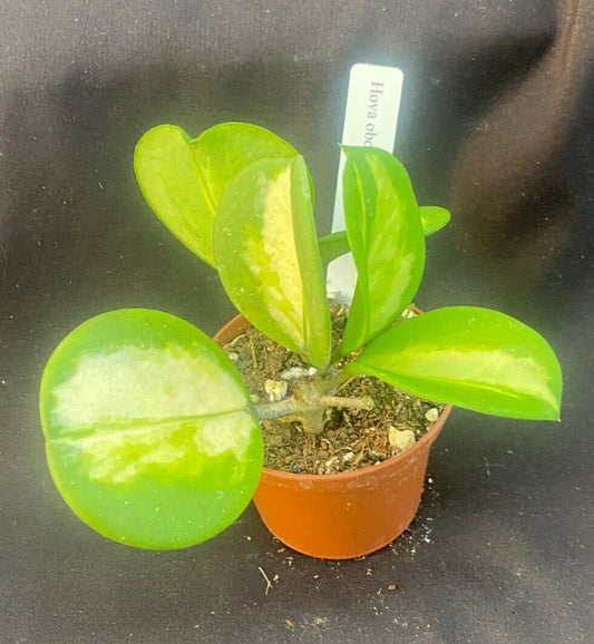 Hoya Obovata 'Picta' Rooted Plant in 2.5" Pot, Variegated Houseplant, Indoor Greenery, Easy Care, Thick Round Leaves