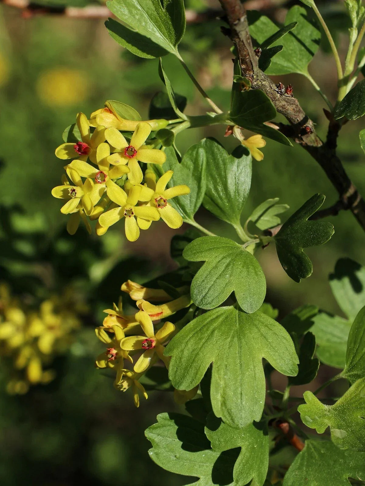 Golden Buffalo Currant Seeds - Ribes aureum Edible Berry Plant, Native Shrub for Gardens, 30 Seeds