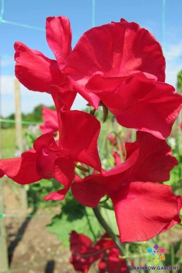 Rosemary Padley Sweet Pea Seeds – Non-GMO Climbing Flower Pack of 50+ Lathyrus odoratus for Garden, Fences, and Cut Flowers