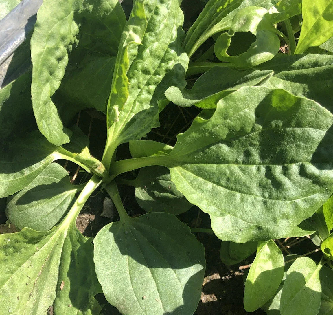 Plantago Major Broadleaf Plantain Bare Root Plants – 5 Live Perennial Herbs for Garden, Soil Health & Medicinal Use