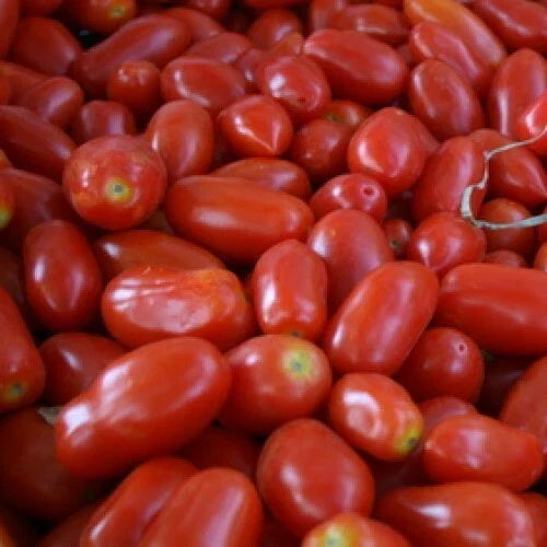 San Marzano Tomato Seeds - Heirloom Non-GMO, Organic, Indeterminate, Solanum lycopersicum, for Home Gardening