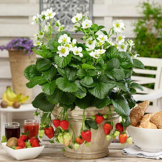 Organic Strawberry Plants Set of 3 | Well-Rooted 3-Year-Old Fragaria × ananassa for Home Gardens & Containers