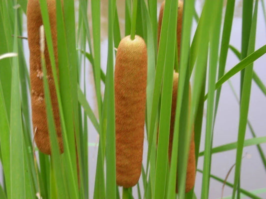 Live Dwarf Cattail Plant in Pot | Typha minima | Cold Hardy Aquatic Marginal Pond Plant for Water Gardens