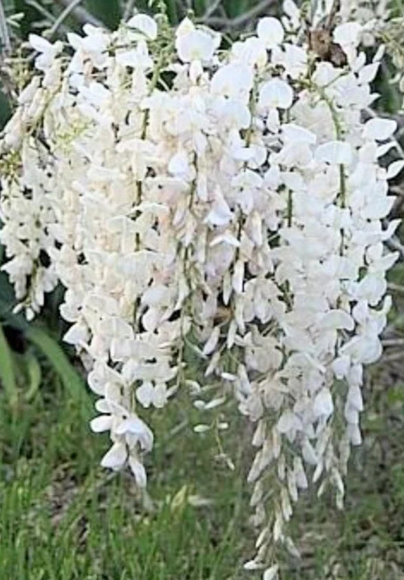 Wisteria Bonsai Starter Plant 6-8" Japanese White Wisteria (Wisteria floribunda) Bare-Root, Fragrant Cascading Flowers, Garden or Indoor