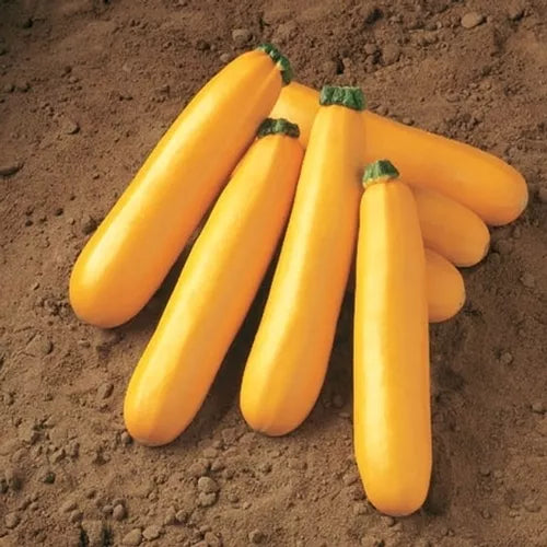 Golden Zucchini Seeds - Heirloom Cucurbita pepo for Home Garden, Bush Type, 30 Seeds