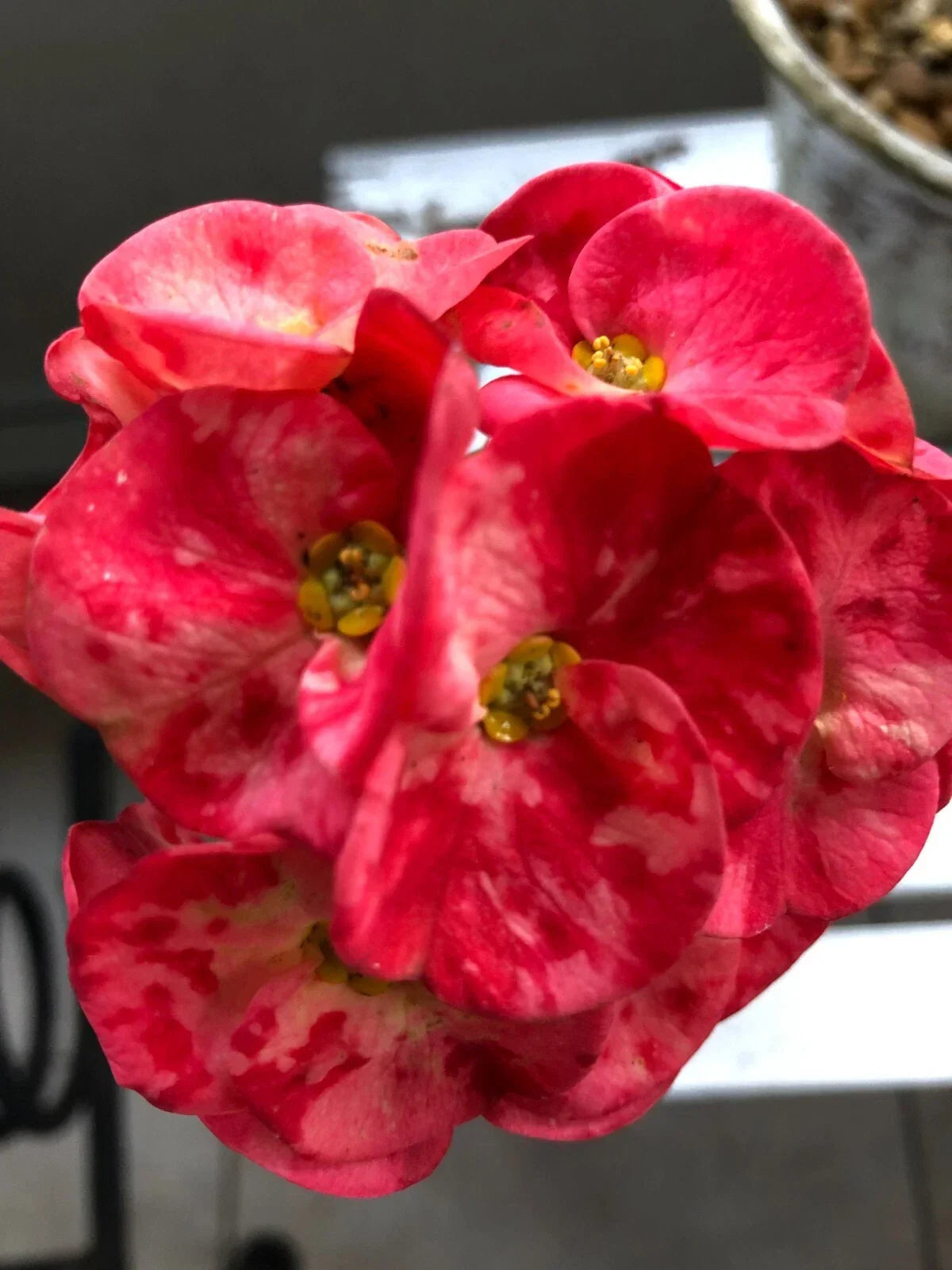 Thai Hybrid Crown of Thorns Cutting | Cherries Jubilee Variegated Euphorbia milii Succulent Plant
