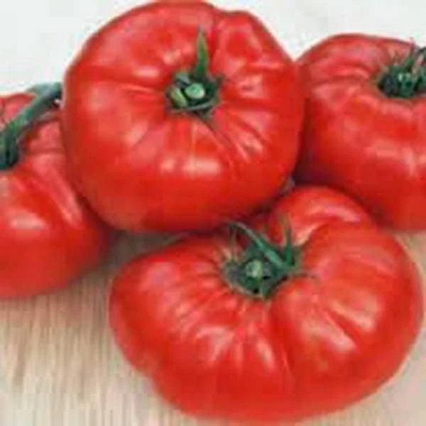 Beefsteak Tomato Seeds - Heirloom Non-GMO Organic Gardening Seeds - Solanum lycopersicum for Large Juicy Tomatoes